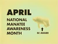 Manatee Awareness Month