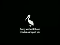 Apology to Pelicans