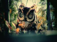 Owls: Ship Wheel
