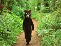 Bear Costume Attack