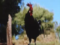 Morphing: Rooster