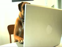 Animals: Dog on Laptop