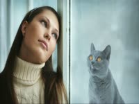 Animals: Cat Licks Window