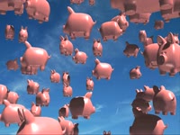 Success Flying Pigs