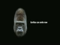 Gorillas Can Smile