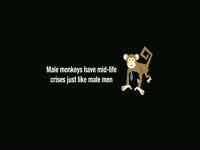 Monkeys Have Mid-Life Crises