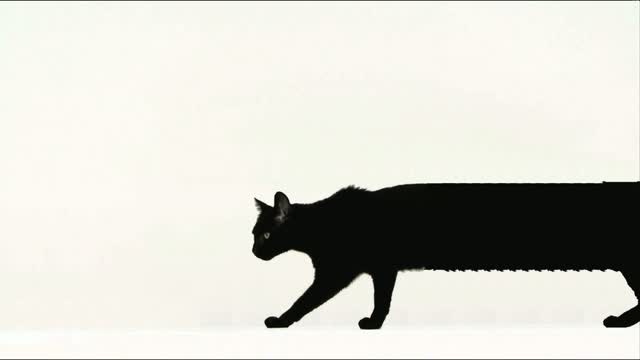 Meow Meow: Stretchy Cat | BumpWorthy.com - adult swim bumps