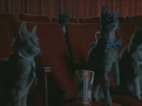 Meow Meow: Theater Kitties