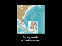 GPS Tracked Shark Movements