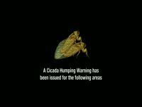 Emergency Cicada Mating Alert