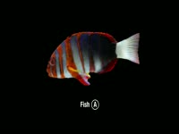 Webcam Fish Name Request