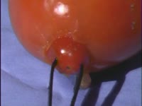 Tomato Operation