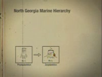 Marine Hierarchy
