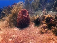 Tagged Videos: Barrel Sponge
