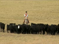 Tagged Videos: Cowboy Drives Cattle