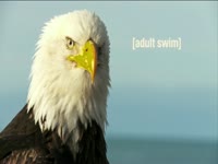 Tagged Videos: American Bald Eagle Head Shot