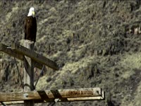 Tagged Videos: Bald Eagle on Pole
