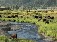 Tagged Videos: Grazing Buffalo