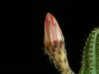 Cactus Flower Blossoming
