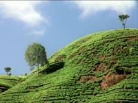 Tagged Videos: Tea Garden Mountains