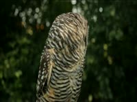 Tagged Videos: Barred Owl